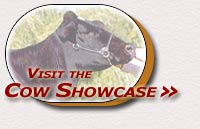Visit the Cow Showcase